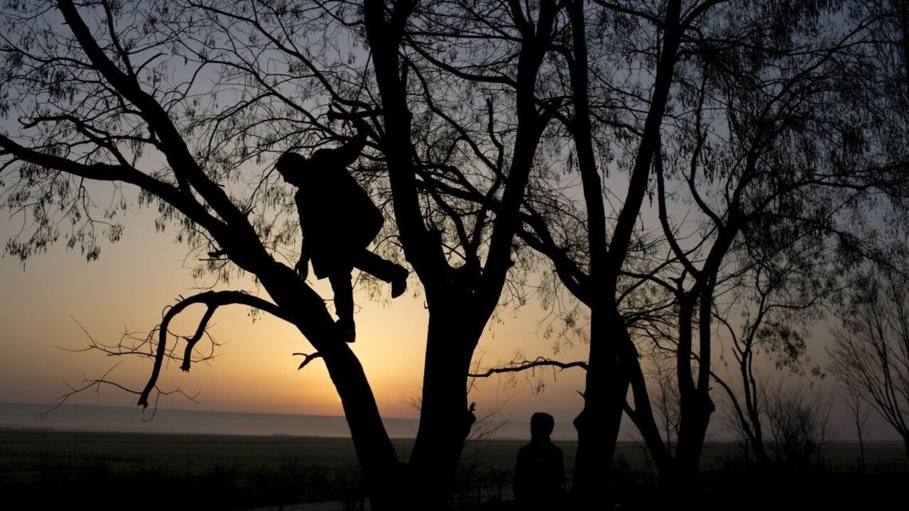 listnaté stromy západ slnka zlodej ilu 1140 px SITA AP